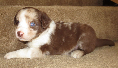 Louisiana Australian Shepherd Puppies For Sale Australian Puppies Aussie Louisiana