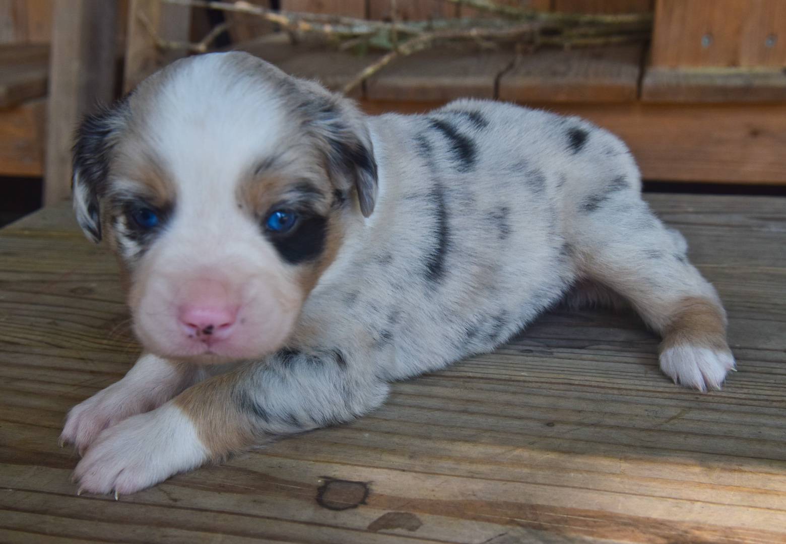 Wisdom Kennels - New Orleans, Louisiana, Miniature Australian Shepherds