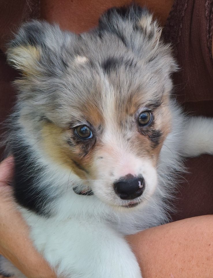 Wisdom Kennels - New Orleans, Louisiana, Miniature Australian Shepherds