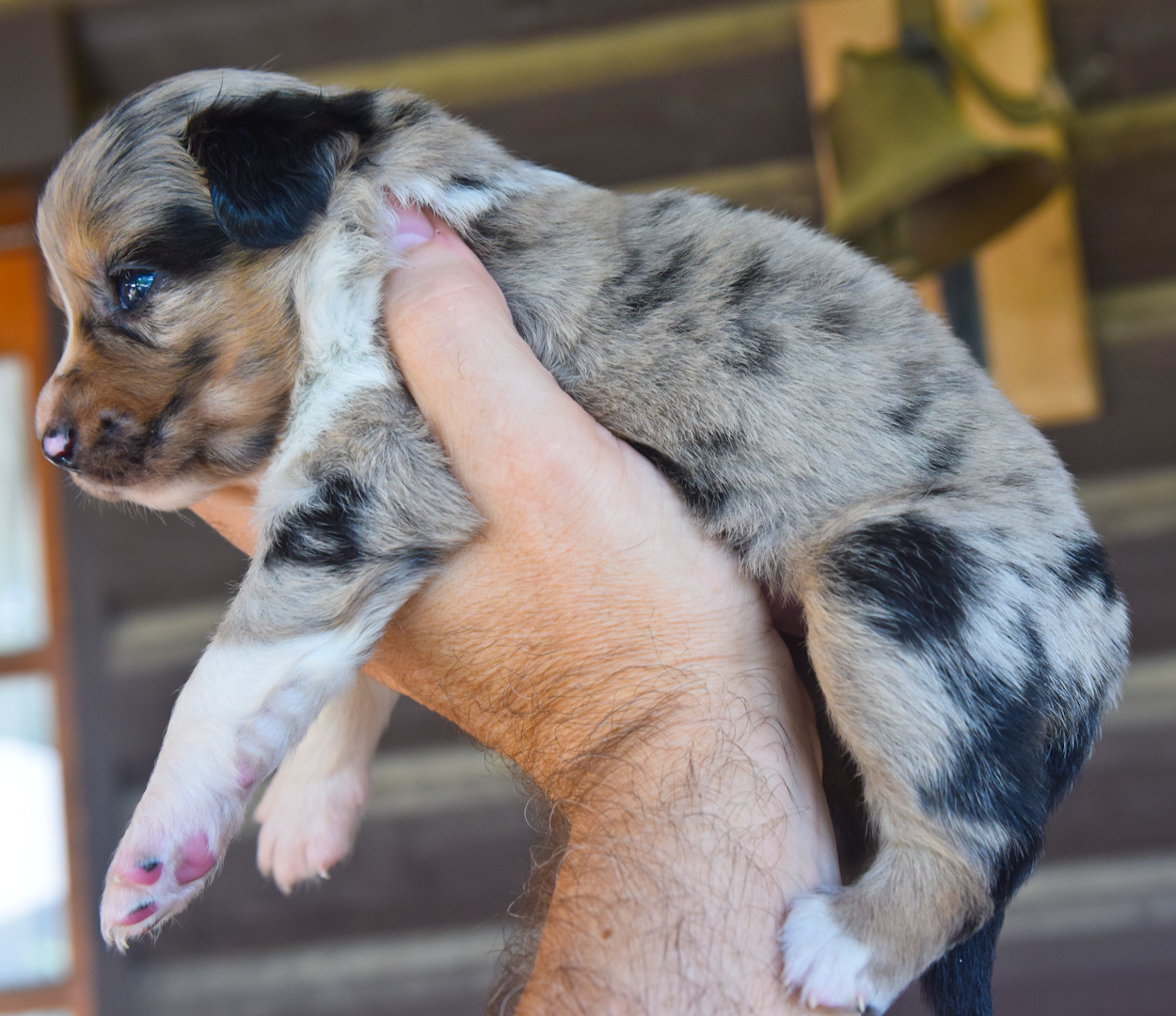 Wisdom Kennels - New Orleans, Louisiana, Miniature Australian Shepherds